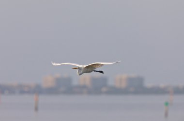 Florida su üzerinde uçan büyük beyaz ak balıkçıl