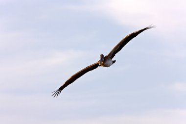 Brown Pelican flying over Florida clipart