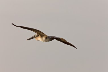 Brown Pelican flying over Florida waters clipart