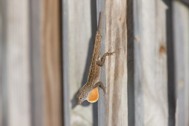 kertenkele florida çitin üzerinde