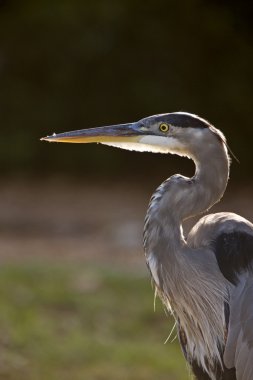 büyük mavi balıkçıl Florida