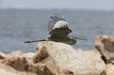 büyük mavi balıkçıl uçuş florida Sahili boyunca