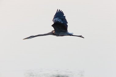 Great Blue Heron flying over Florida waters clipart