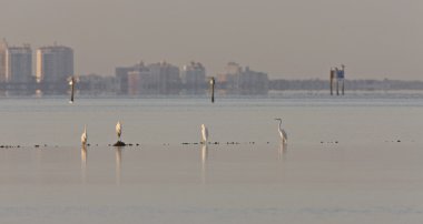 büyük beyaz sorguçlar Körfezi sarasota Florida '