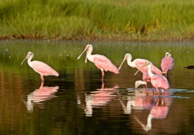 rozet spoonbills Florida sulara besleme