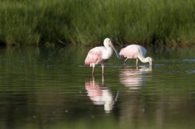 rozet spoonbills Florida sulara besleme