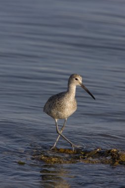 florida sularda Upland düdükçünü