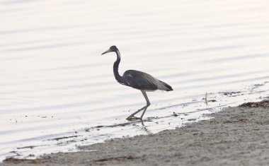 büyük mavi balıkçıl florida sularda göllerde