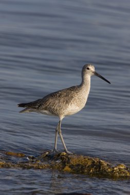 Upland Sandpiper in Florida waters clipart