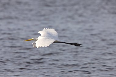 Florida su üzerinde uçan büyük beyaz ak balıkçıl