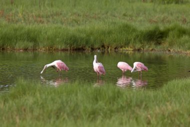 rozet spoonbills florida sularda