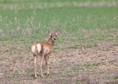 pronghorn antilop genç geyik yavrusu