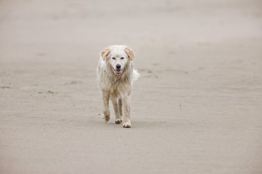 köpek sahilde