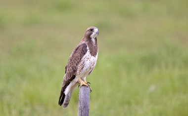 Hawk perched on fence post clipart