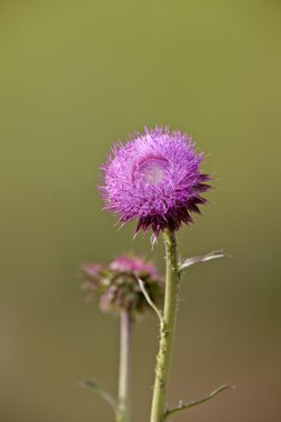 Boğa thistle çiçek