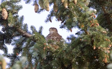 çam ağacında Şahin fledling