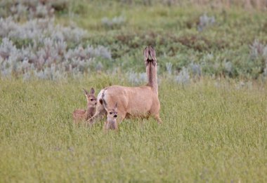 Mule Deer doe with fawns clipart