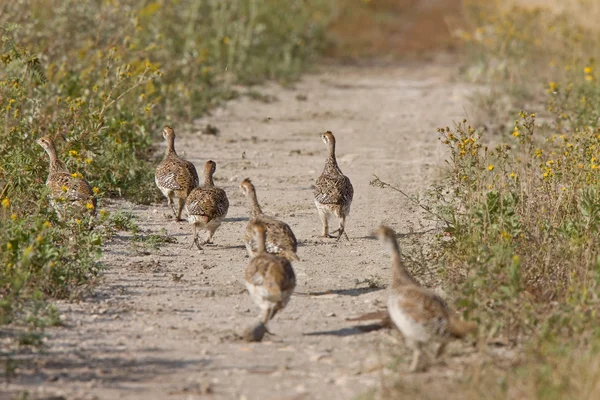 Rodzina ostry cietrzew tailed wzdłuż ścieżki — Zdjęcie stockowe