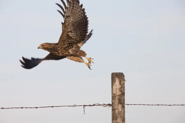 Hawk taking flight from fence post — Stock Photo, Image