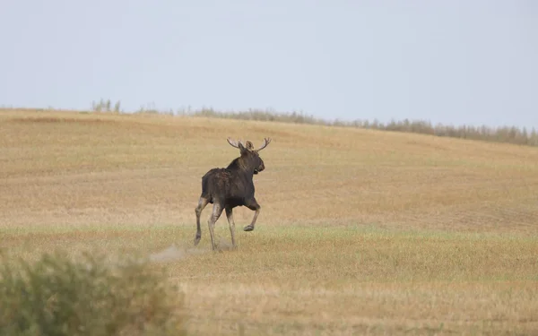Bull Moose Loopt Door Veld — Stockfoto