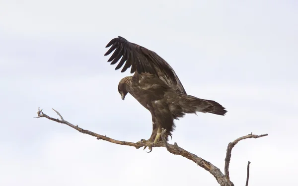 Golden eagle op vertakking van de beslissingsstructuur — Stockfoto