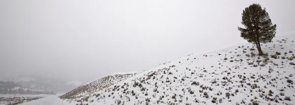 옐로스톤 공원 와이오밍 겨울 눈 — 스톡 사진