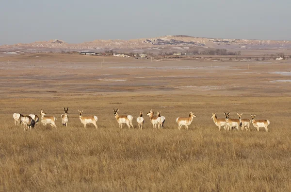 South Dakota Badlands Antelope — Stock Photo, Image