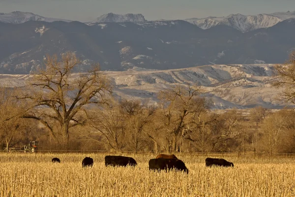 在日落怀俄明州牧牛业 — 图库照片