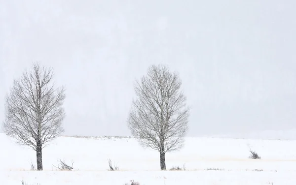 Парку Йеллоустоун Вайомінг Взимку Снігу — стокове фото