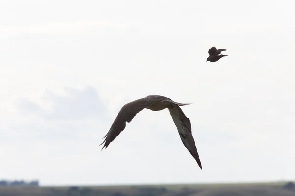 Pájaro Pequeño Atacando Halcón — Foto de Stock