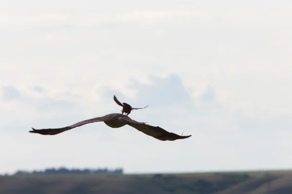 Pájaro pequeño atacando halcón — Foto de Stock