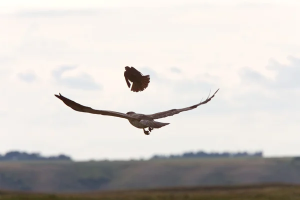 Petit oiseau attaquant le faucon — Photo