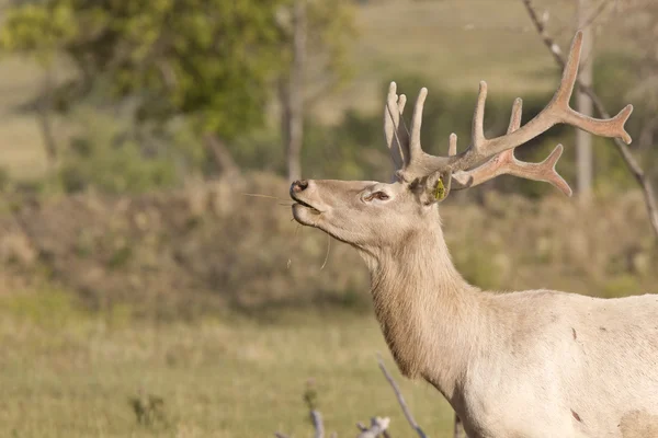 Male elk in field — Stock Photo, Image