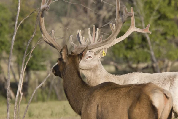 Male Elk Field — Stock Photo, Image
