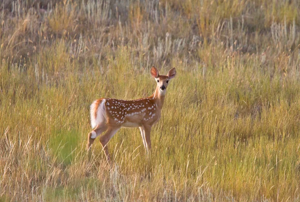 Branco cauda cervo fawn pé no campo — Fotografia de Stock