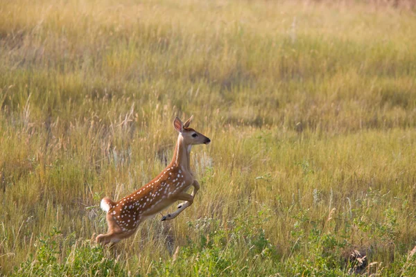 White Tailed Deer Fawn Leaping Field — Stock Photo, Image
