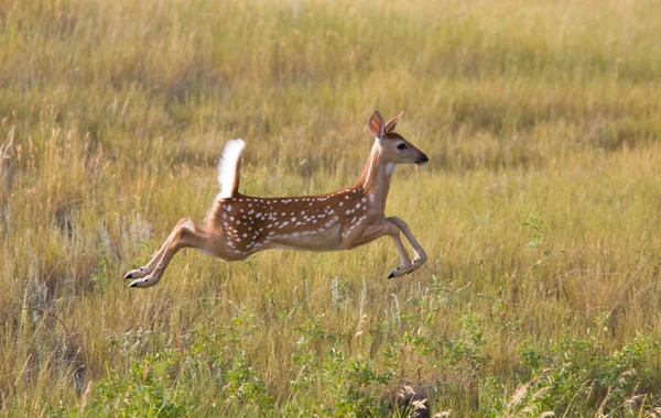 白尾鹿小鹿在字段中跨越式 — 图库照片
