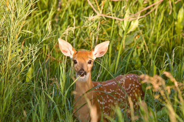 隐藏在草丛中的骡鹿小鹿 — 图库照片
