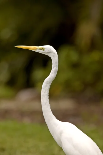 Great Egret in Florida — Stock Photo, Image