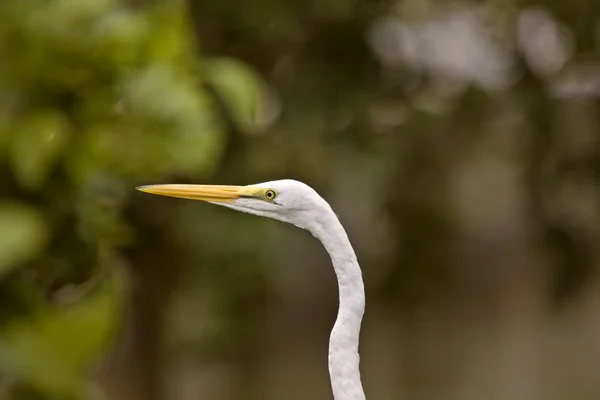 Great Egret in Florida — Stock Photo, Image