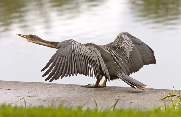 Amerikaanse slangenhalsvogel droogtijd haar vleugels Sarasota Florida — Stockfoto