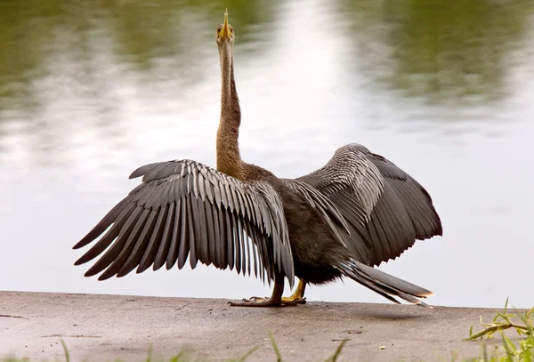 Anhinga Secagem suas asas Sarasota Florida — Fotografia de Stock