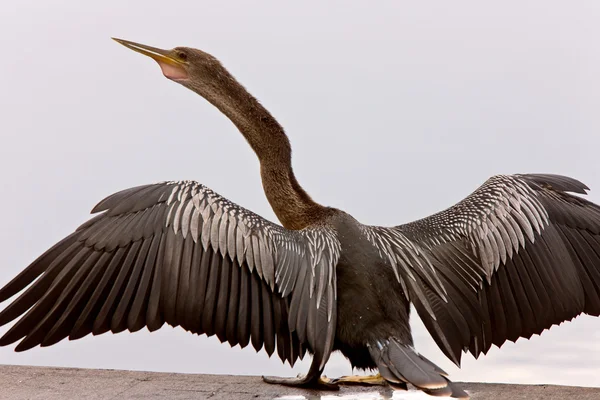 Anhinga Sušení Křídla Sarasota Florida — Stock fotografie