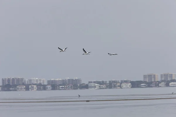 Große Wasservögel fliegen über die Gewässer von Florida — Stockfoto