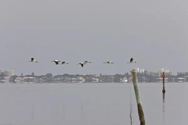 Große Wasservögel Fliegen Über Die Gewässer Von Florida — Stockfoto