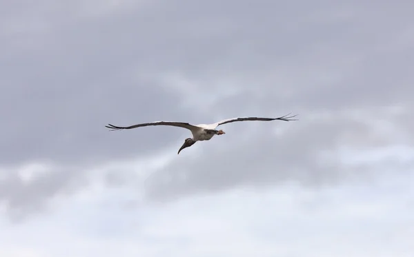 Madeira Cegonha Voando Sobre Águas Flórida — Fotografia de Stock