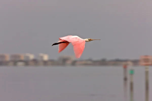 Florida Üzerinde Uçan Rozet Kaşıkçı — Stok fotoğraf