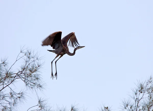 Czapla Modra lądowania w florida drzewo — Zdjęcie stockowe