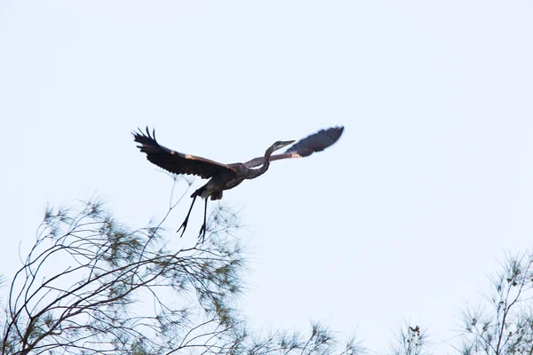 stock image Great Blue Heron taking flight from Florida tree