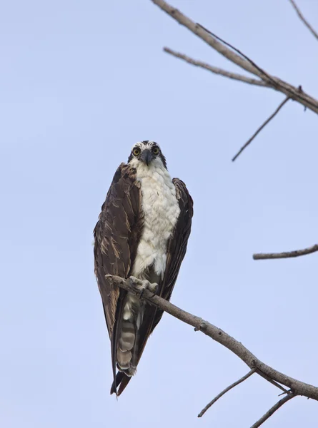 Osprey Çıplak Dal Üzerinde Tünemiş — Stok fotoğraf